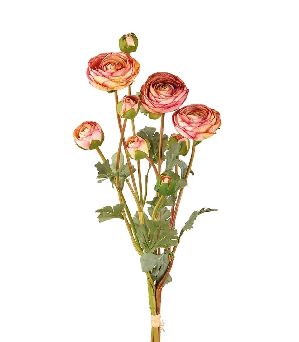 Ranuncolo rosa antico