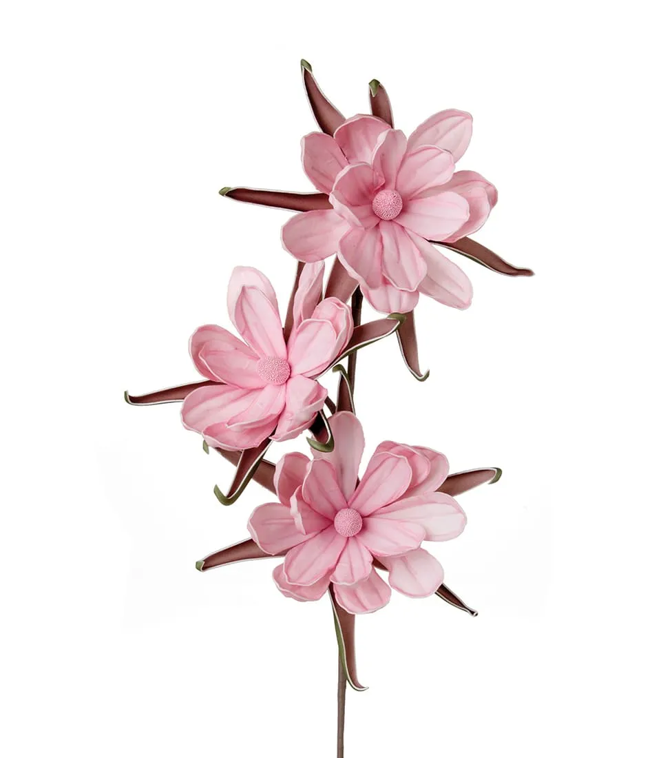 Bombax ceiba, pink