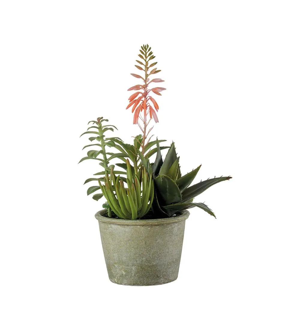 Succulent plant arrangement - set 2 pcs.
