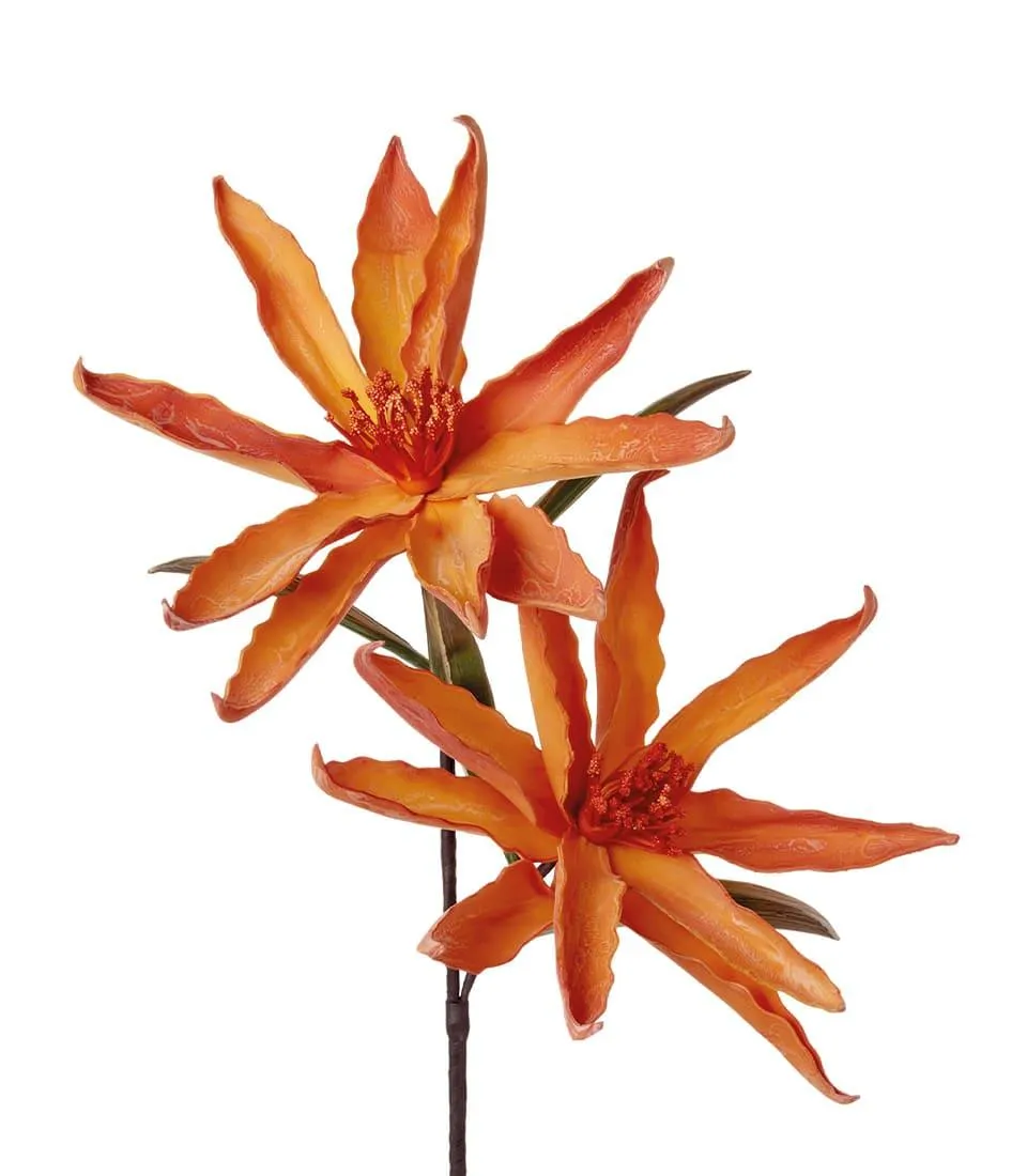 LEUCADENDRON, YELLOW (4 pcs/pack)