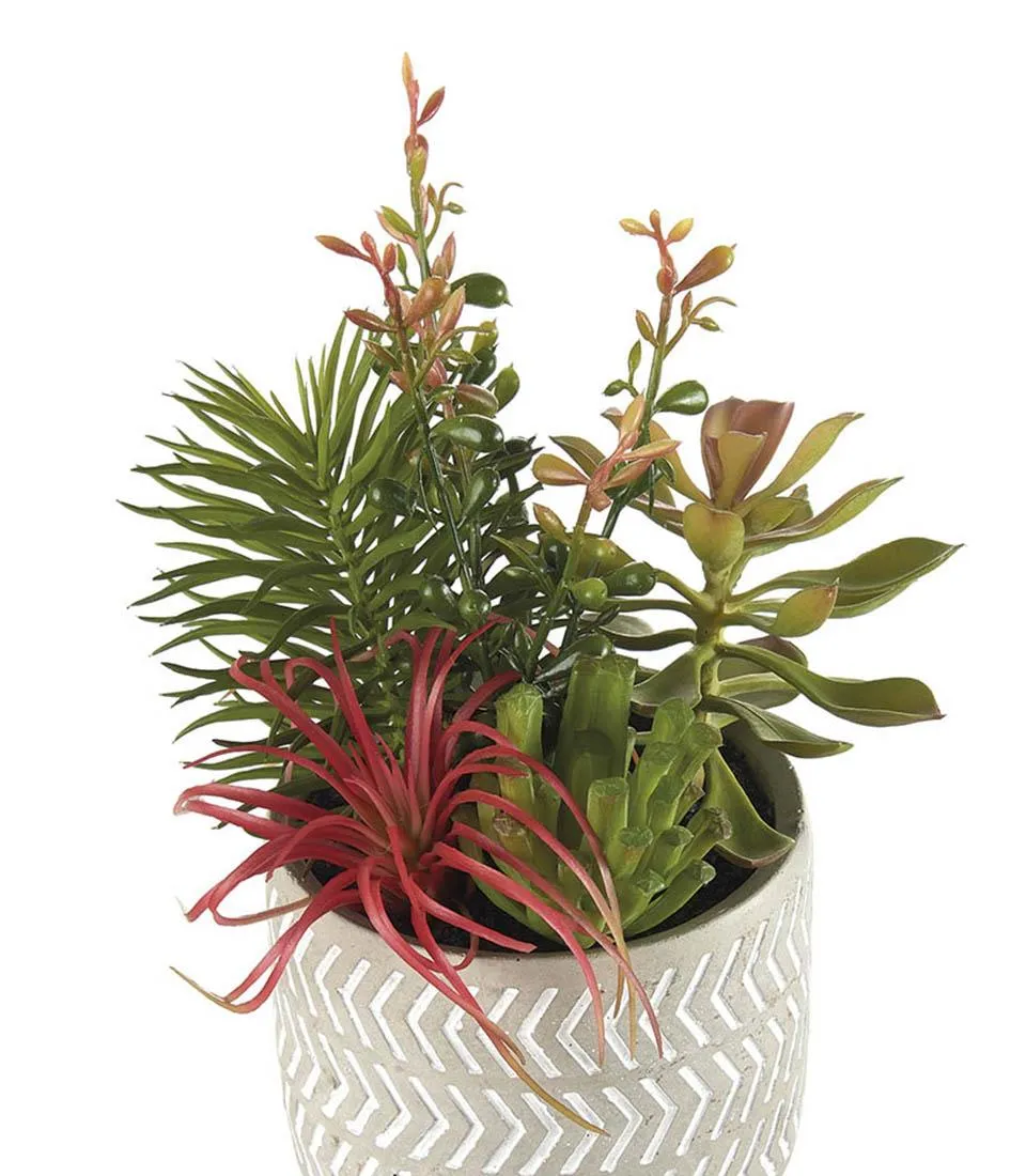 Succulent plant arrangement - set 2 pcs.