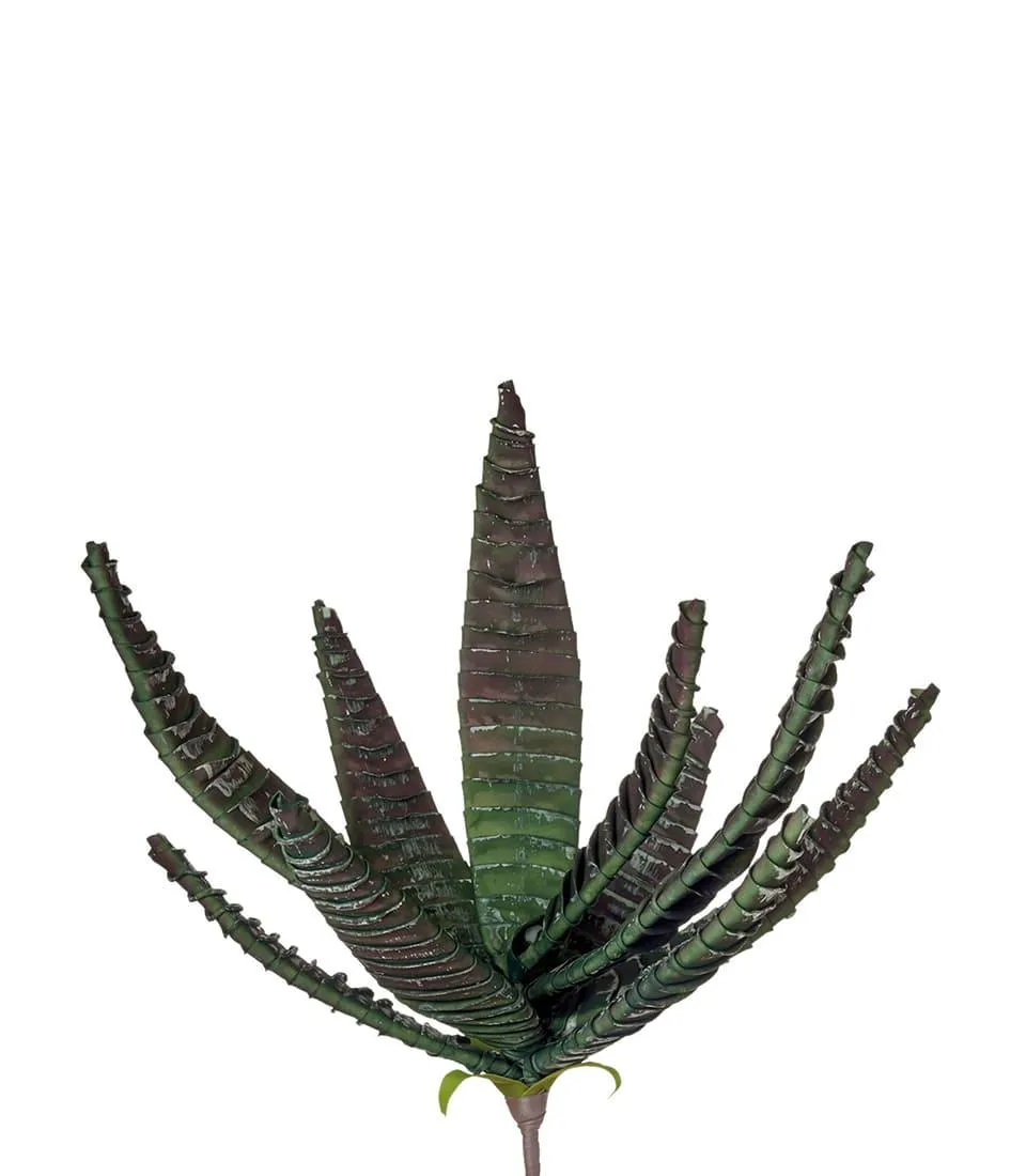 Aloe burman