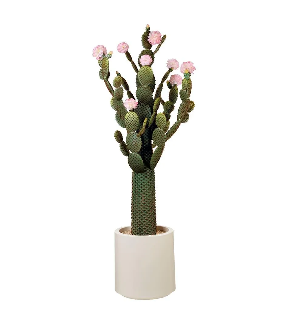 Cactus with pink flowers