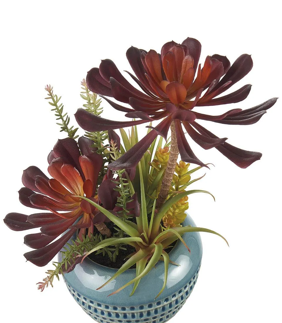 Succulent plant arrangement - set 2 pcs.