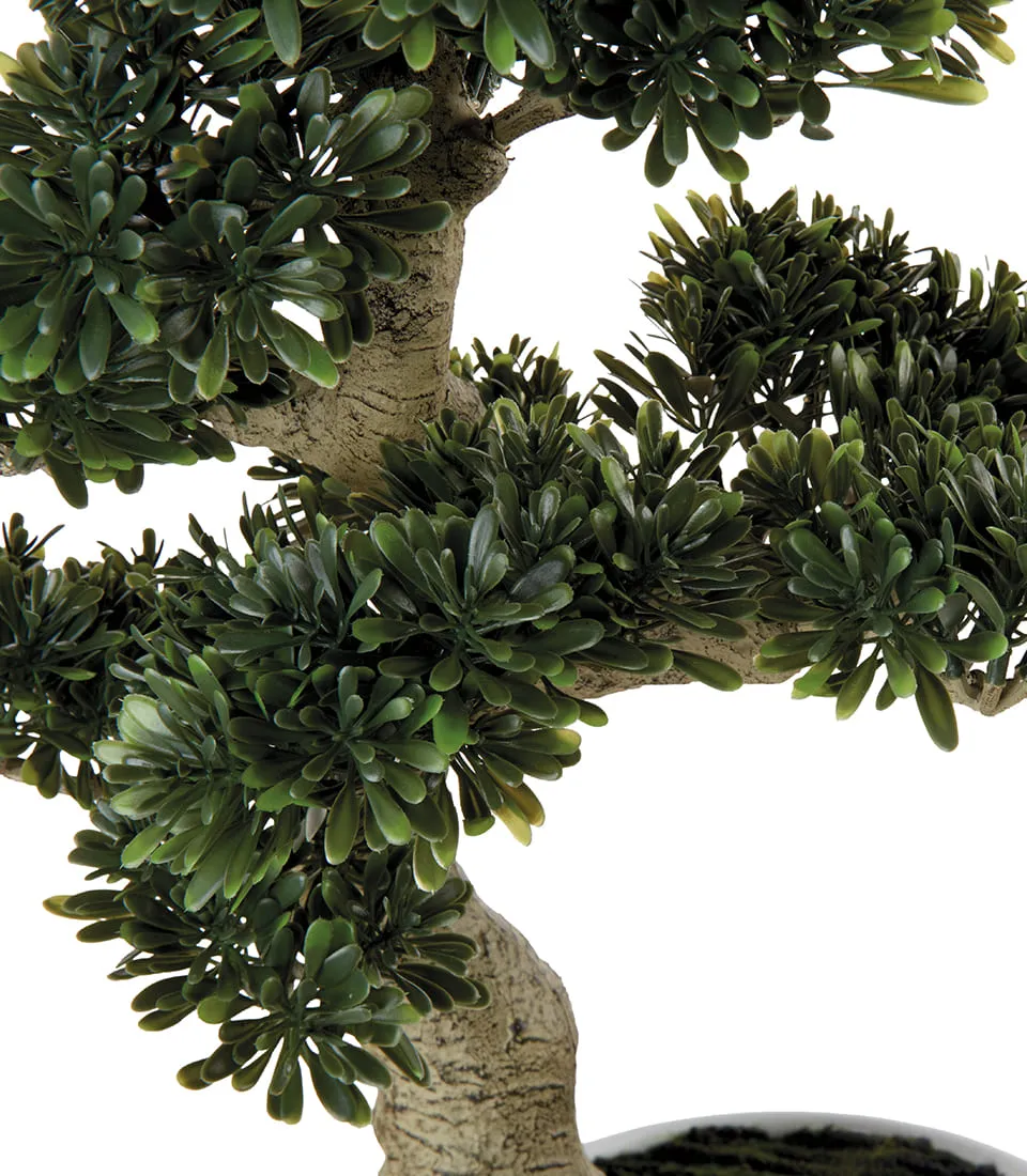 Ficus bonsai