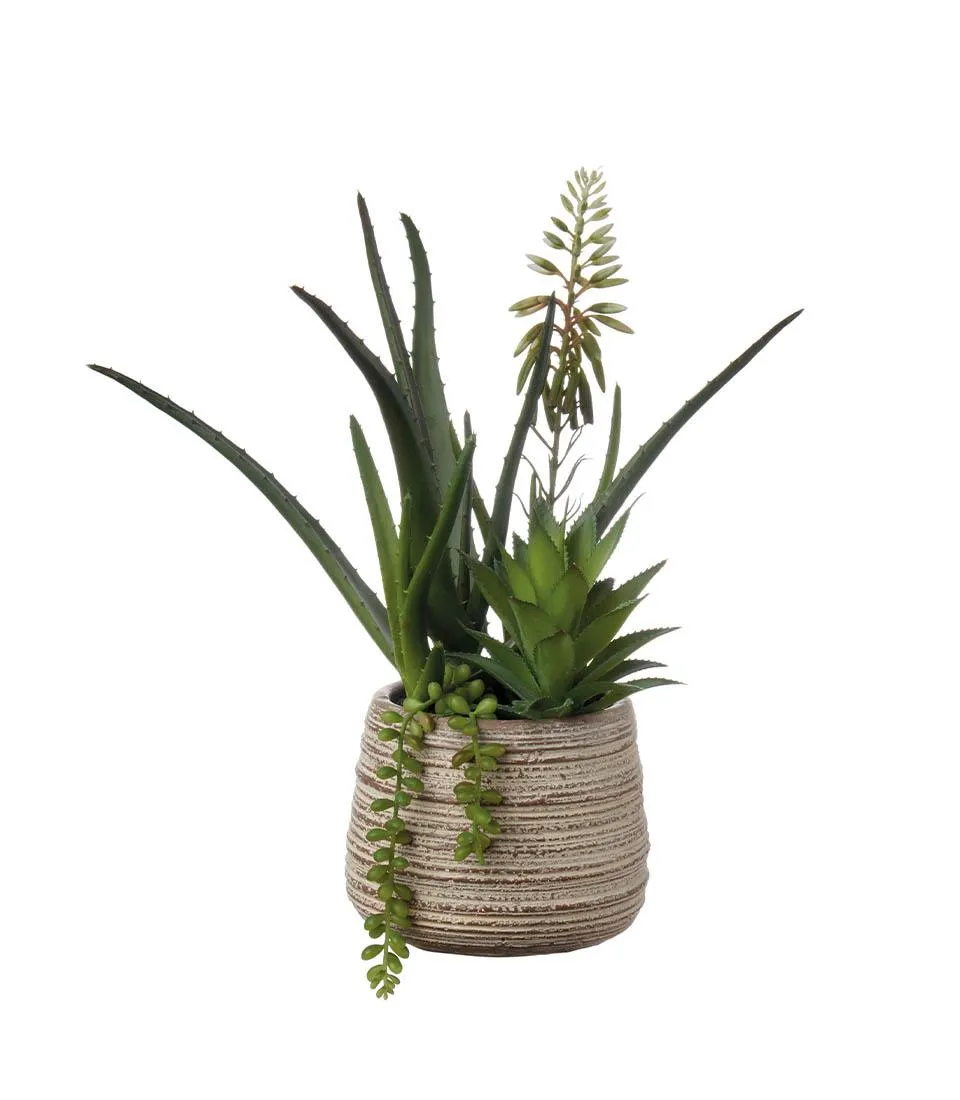 Succulent plant arrangement - set 2 pcs.