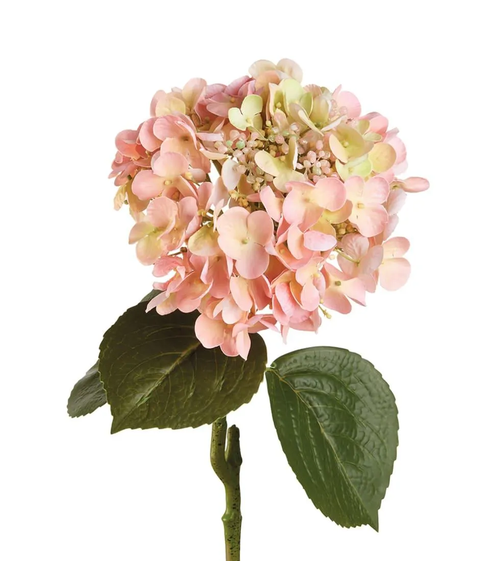 Hortensia, pink