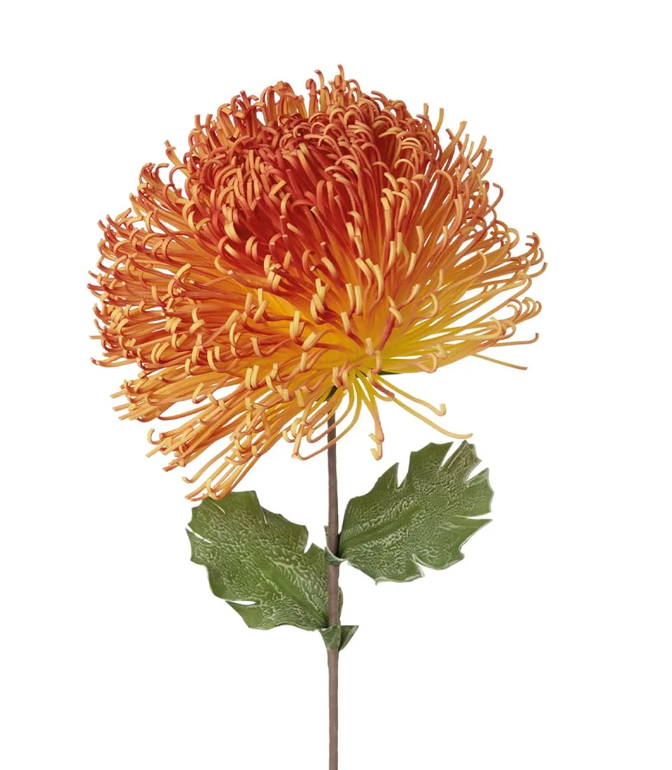 Protea arancione
