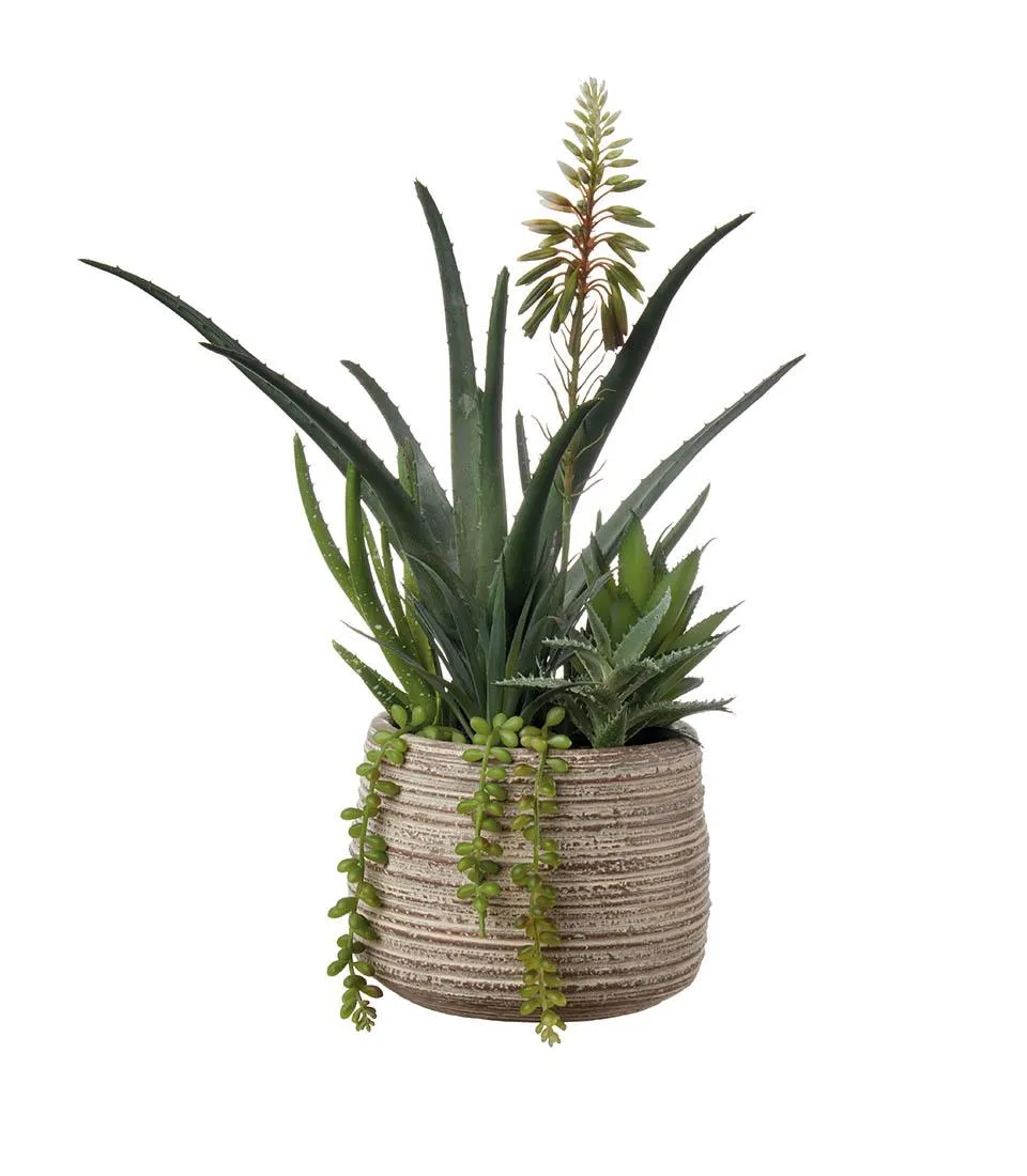 Succulent plant arrangement - set 2 pcs.