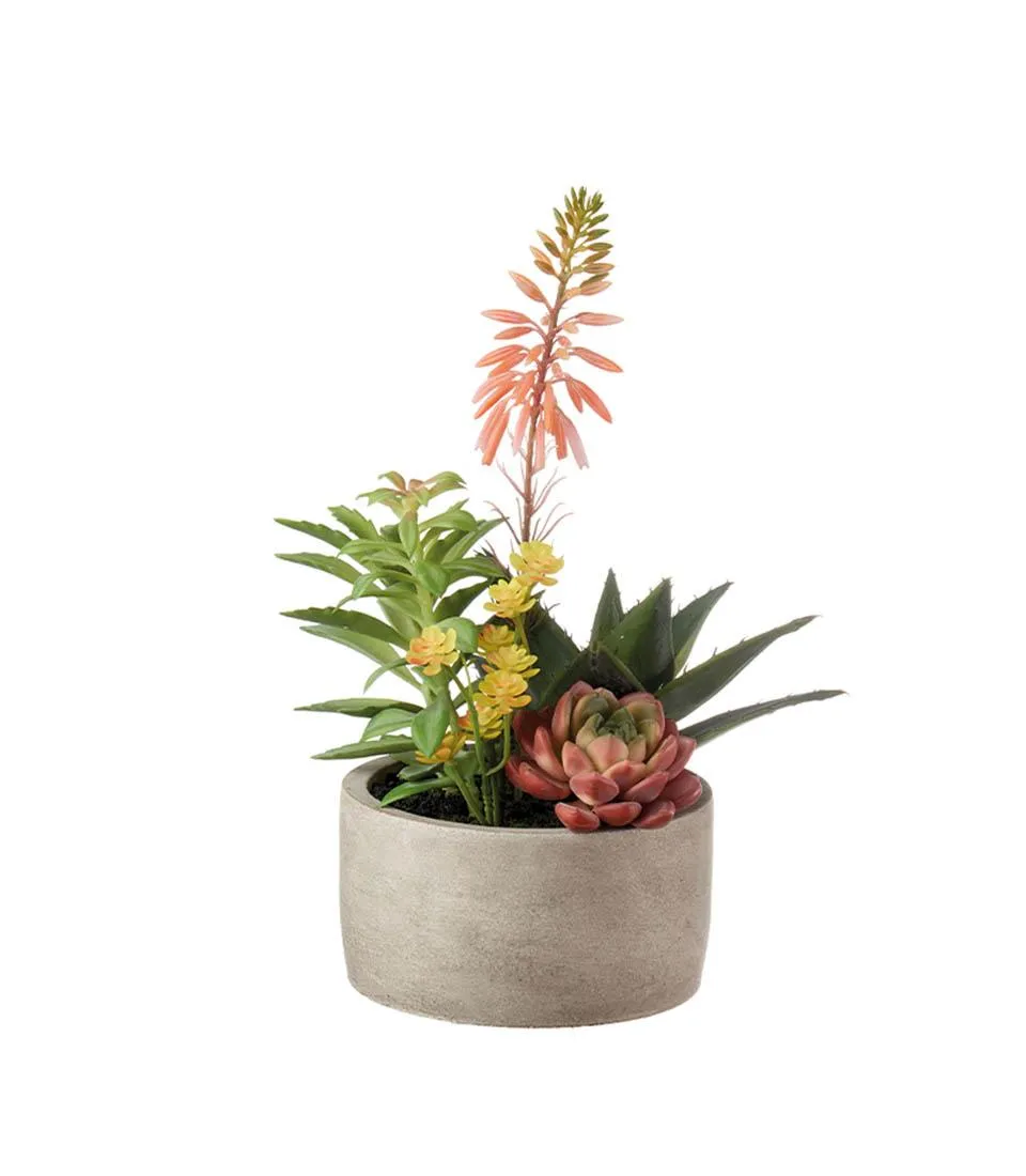 Succulent plant arrangement - set 2 pcs.