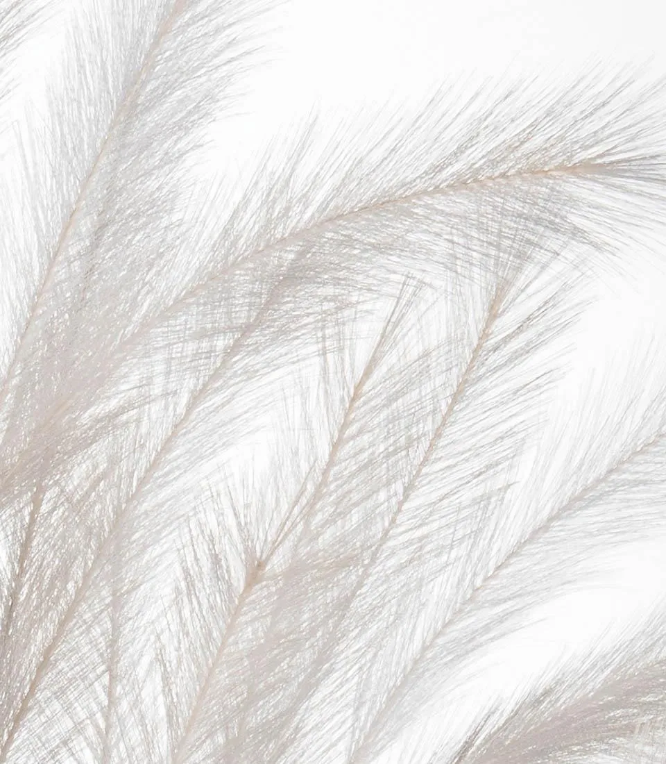 Pampas, white