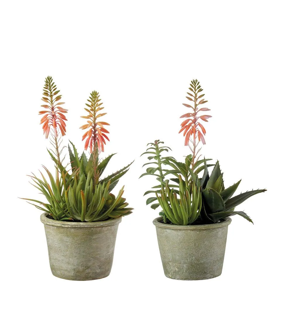 Composizione piante grasse - set 2 pz