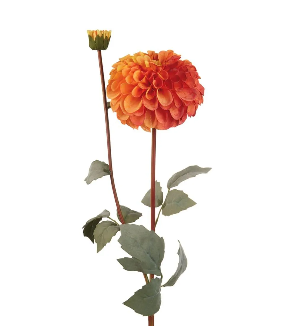 Dahlia, orange