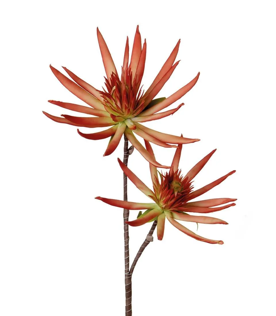 BERGAMOT (4 pcs/pack)