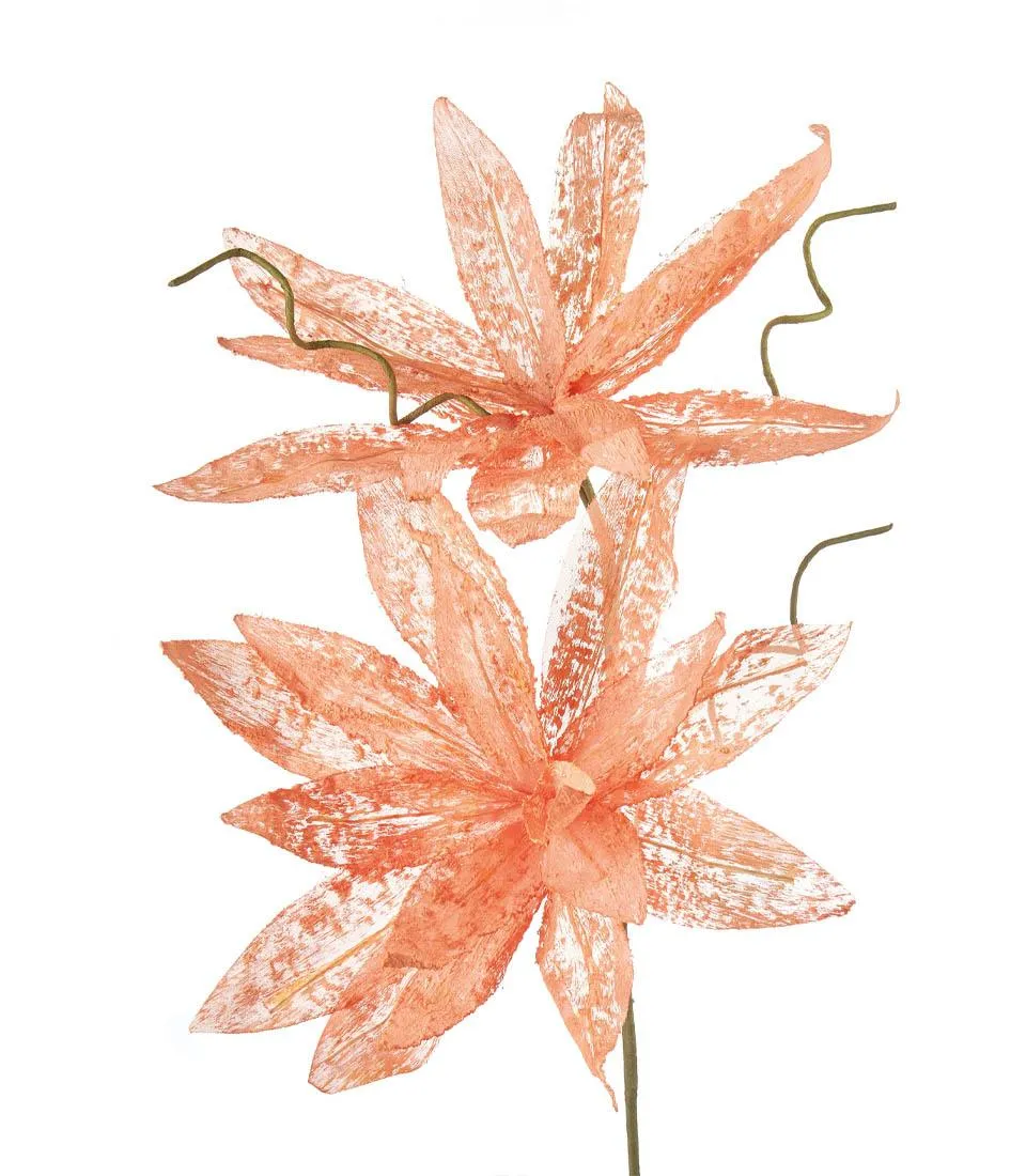 Magnolia porpurea, orange