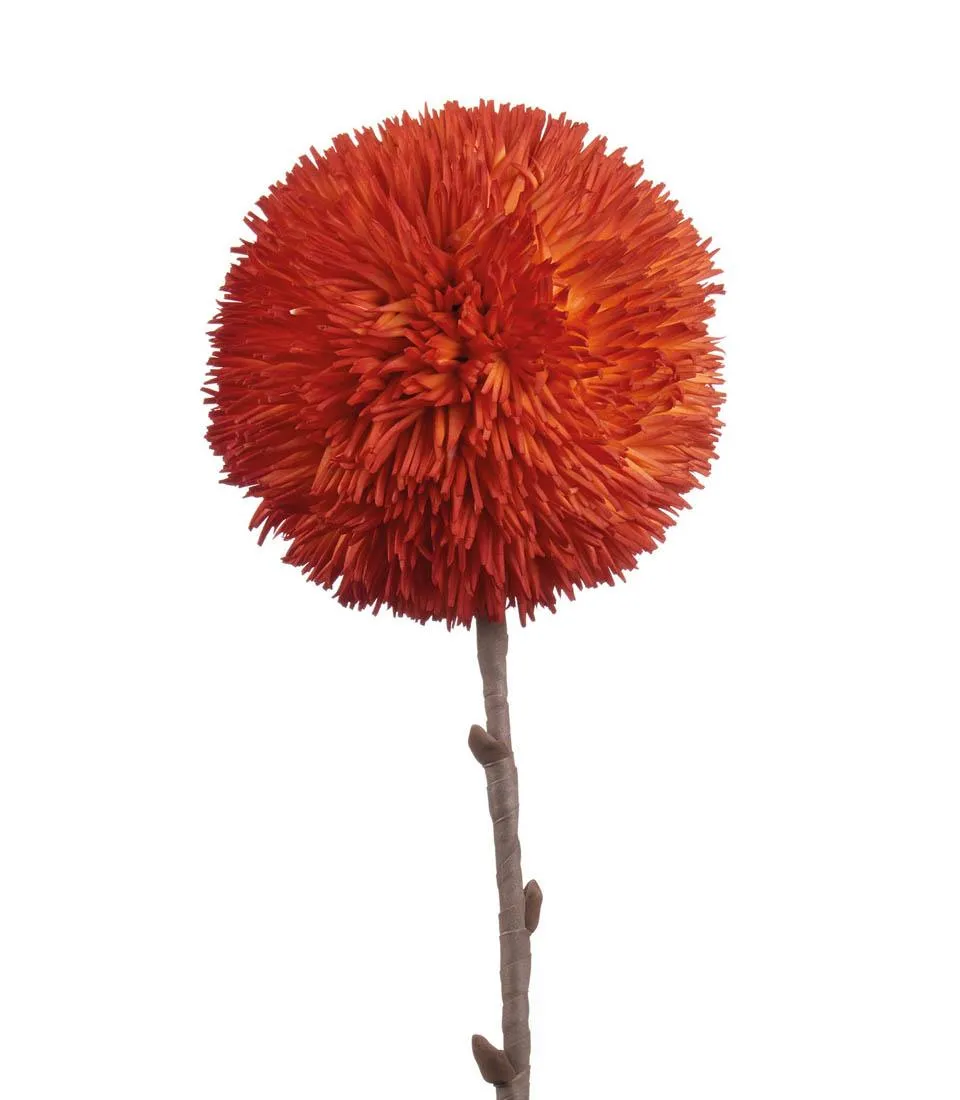 Allium arancio