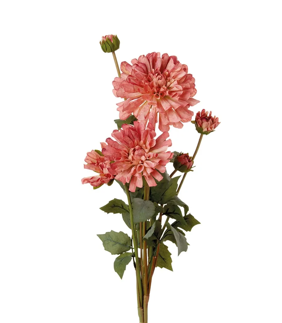 Dalie rosa