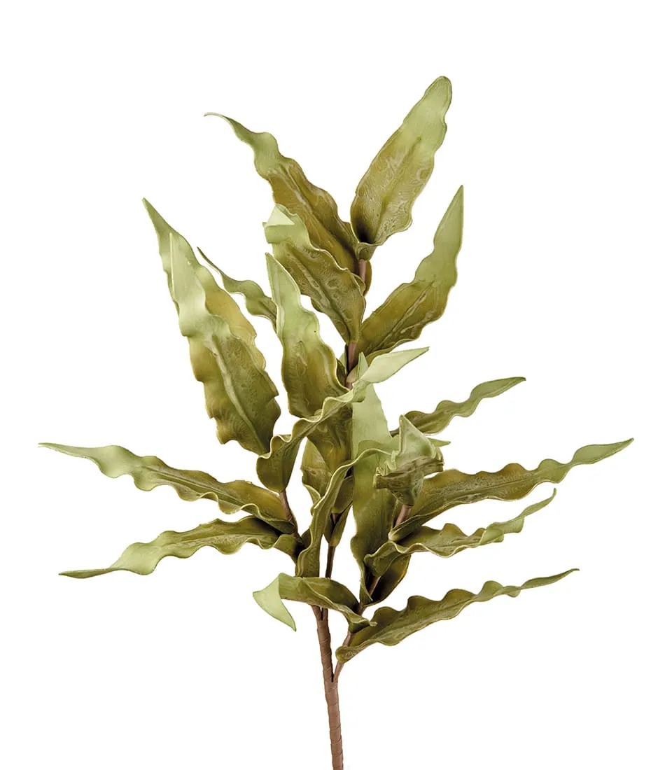 Kimberley queen fern