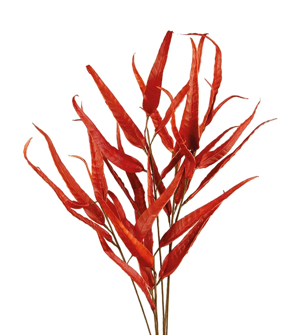 Nandina Domestica