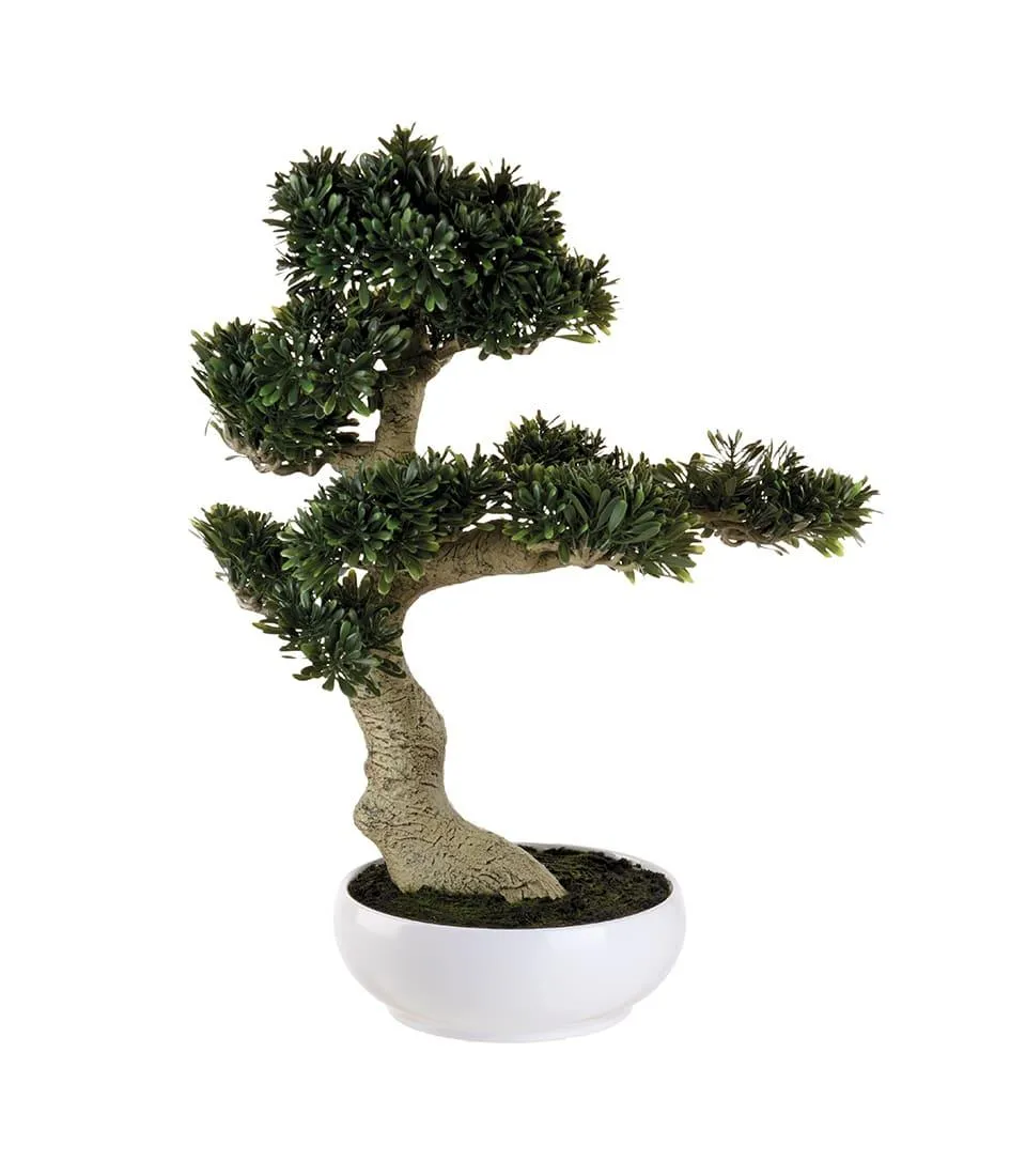 Ficus Bonsai