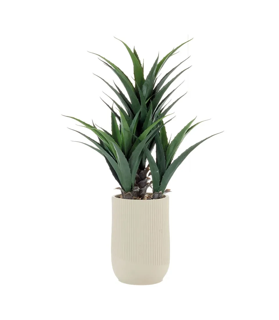 Agave