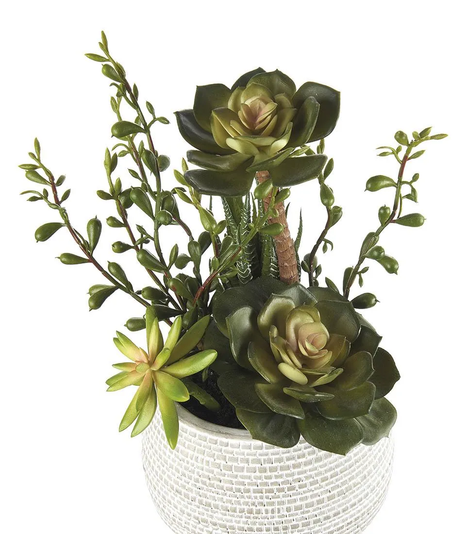 Succulent plant arrangement - set 2 pcs.
