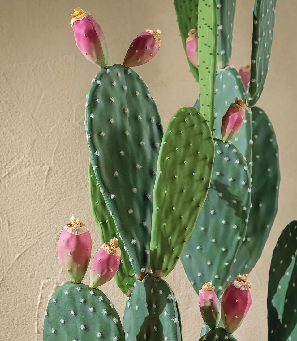 Prickly pear cactus