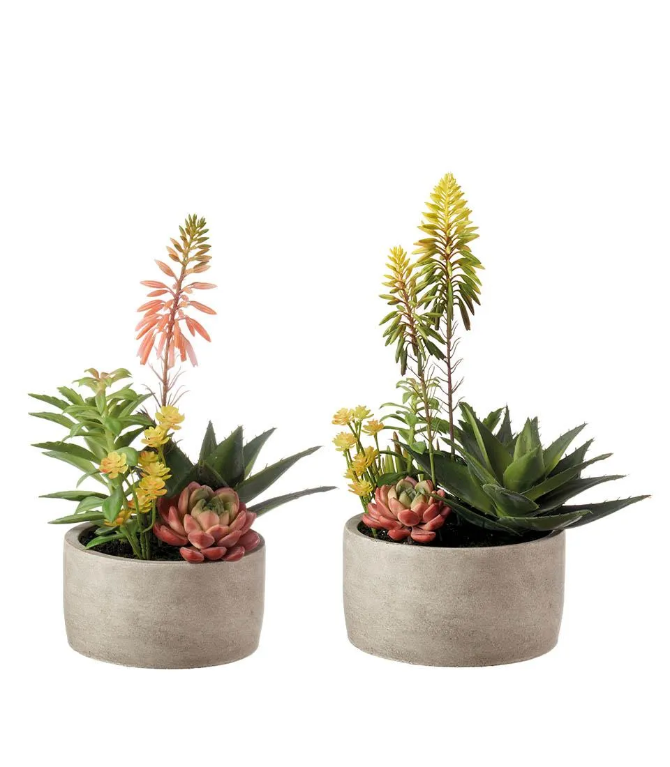 Succulent plant arrangement - set 2 pcs.