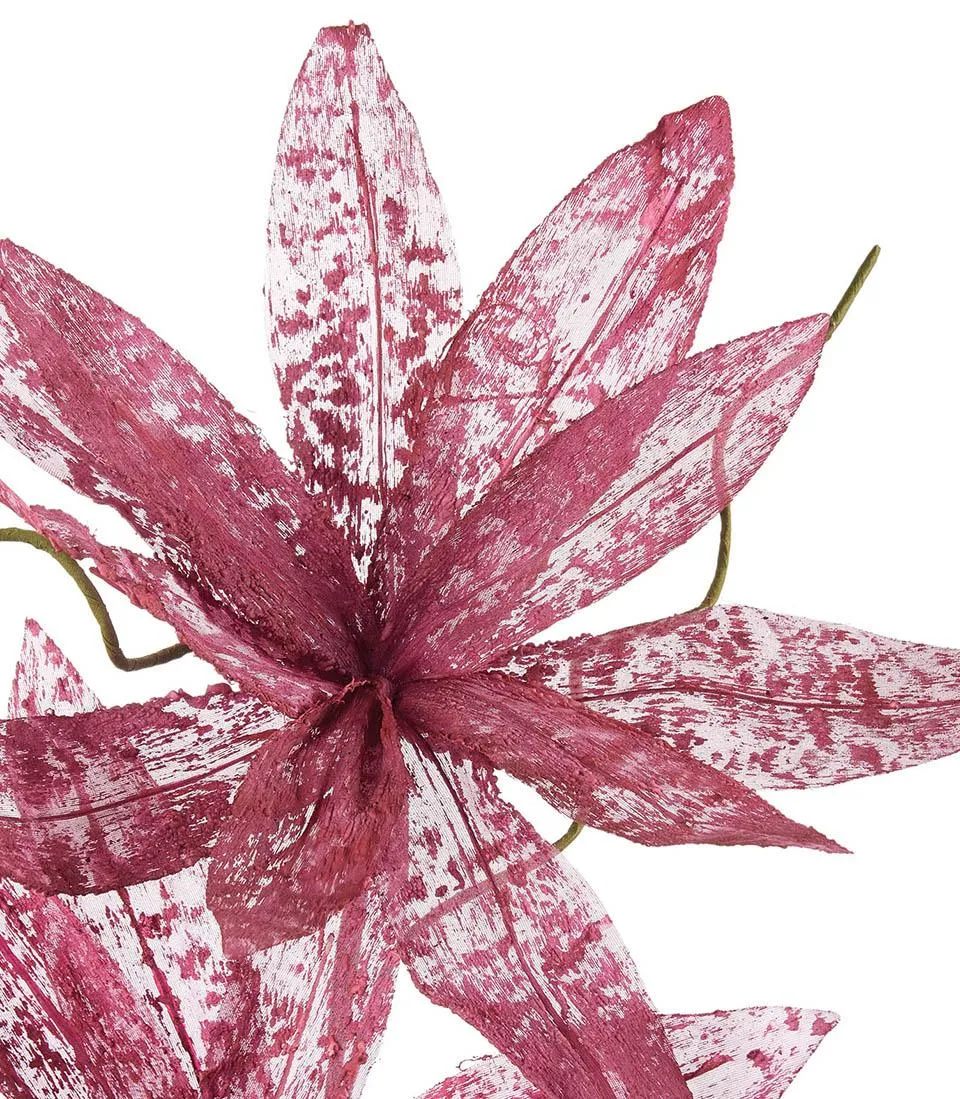 Magnolia porpurea, blackcurrant