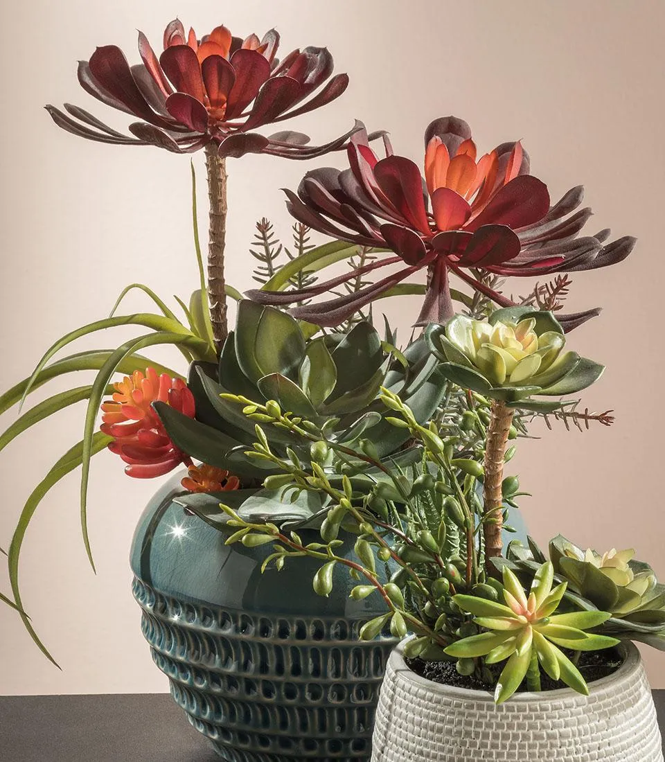 Succulent plant arrangement - set 2 pcs.