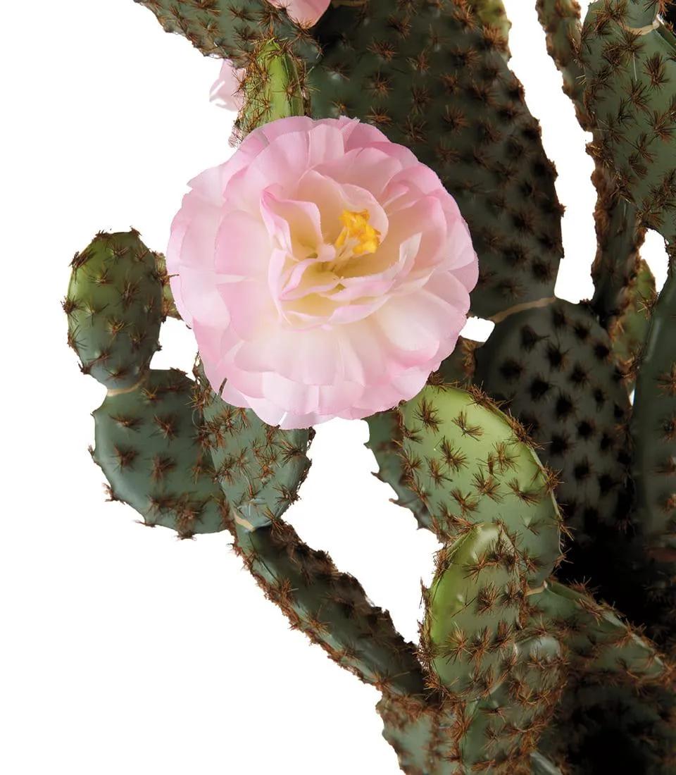 Cactus fiori rosa