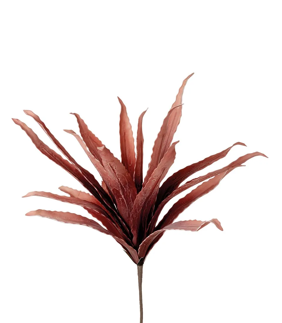 Agave rossa