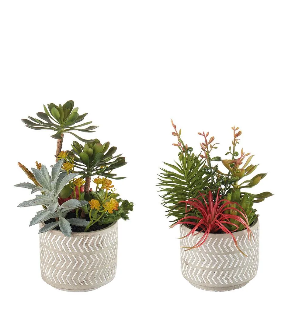 Succulent plant arrangement - set 2 pcs.