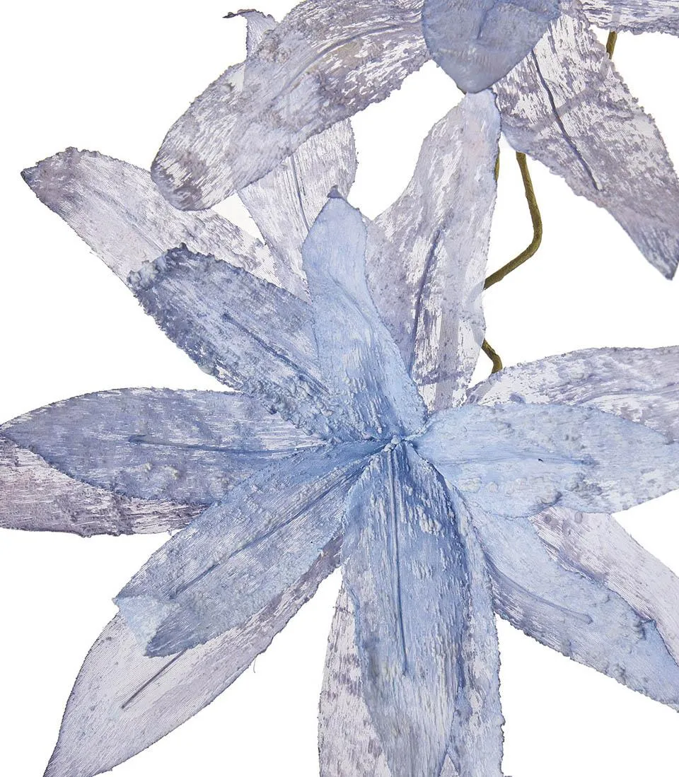 Magnolia porpurea, pale blue