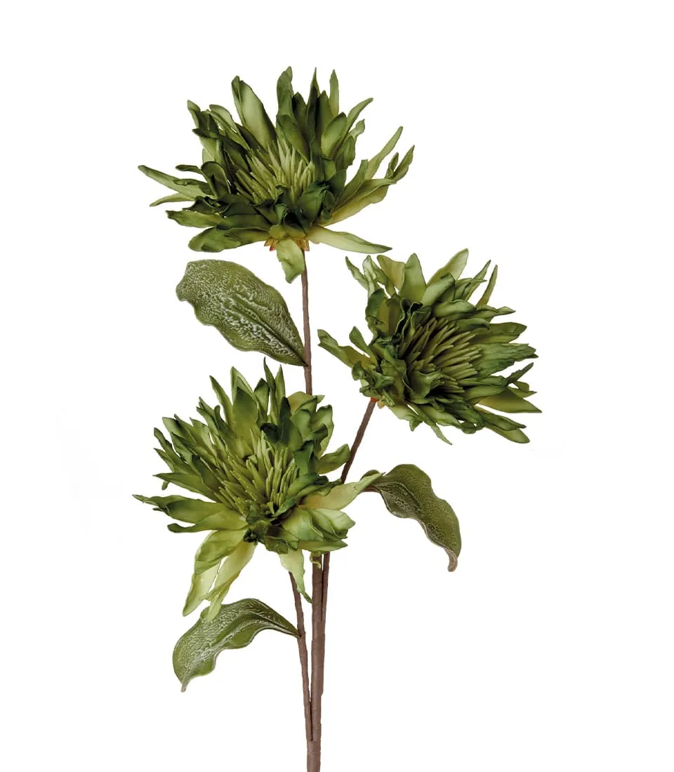 Lycoris, green