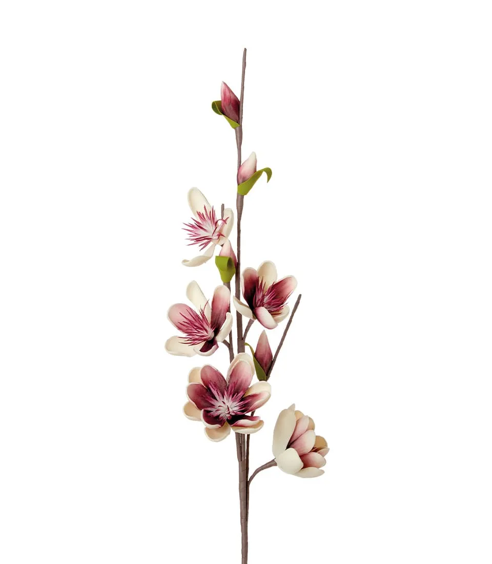 Magnolia avorio