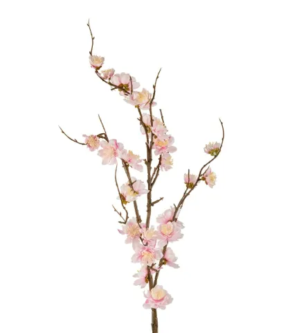 Cherry blossoms