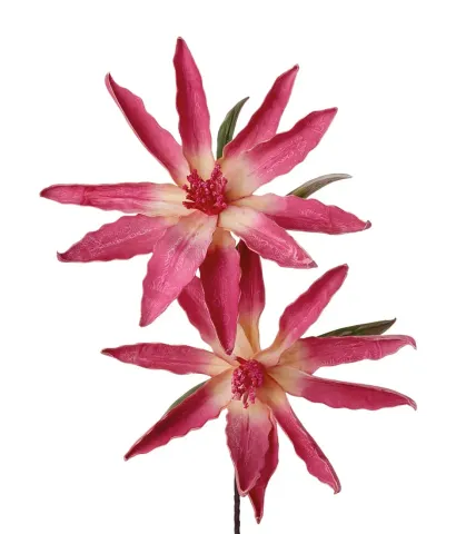 Leucodendro rosso