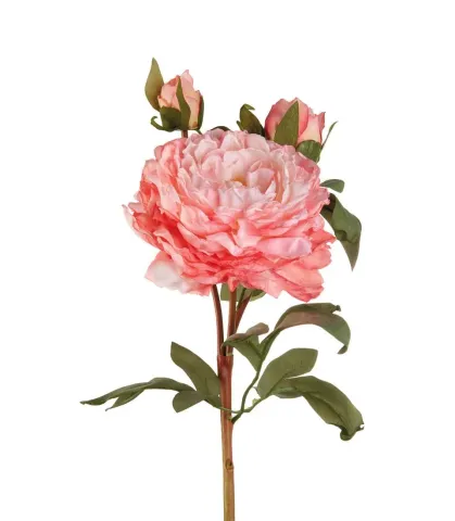 Peonia rosa