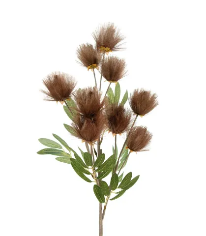 Callistemon citrinus, bronze