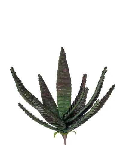 Aloe burman