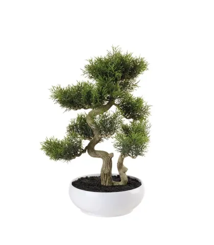 Bonsai cedro
