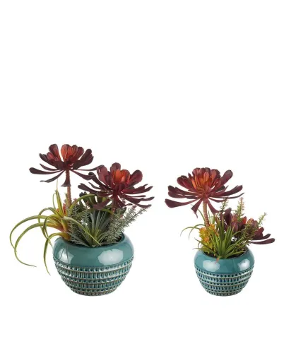 Succulent plant arrangement - set 2 pcs.