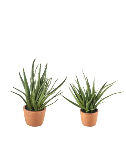 Aloe - set 2 pcs.