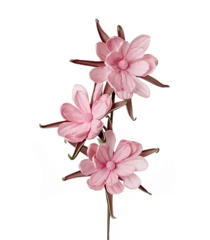 Bombax ceiba rosa