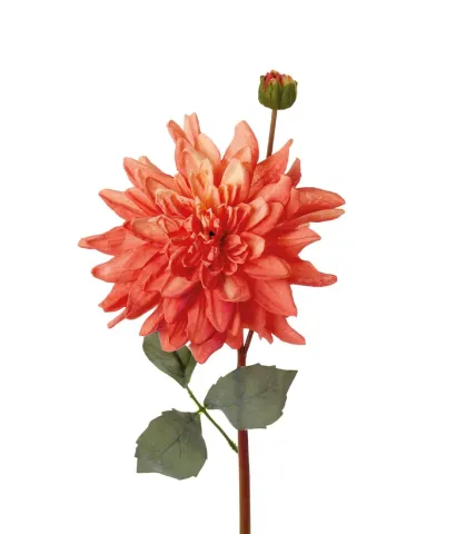 Dahlia with bud, orange