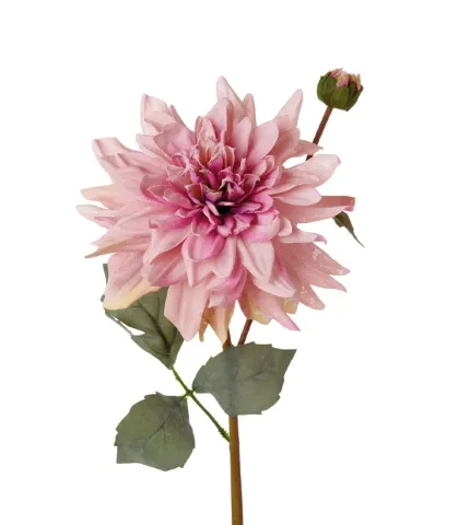 Dahlia with bud, pink
