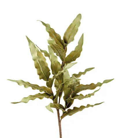 Kimberley Queen Fern