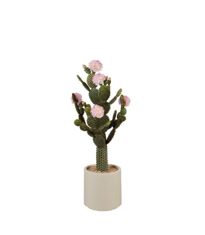 Cactus with pink flowers
