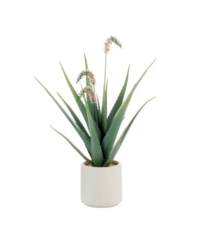 Flowering aloe